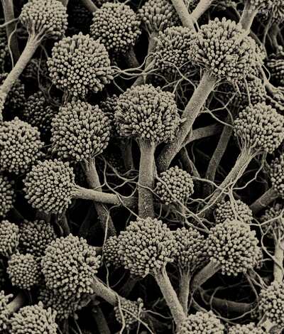 Materia: trama vegetal en macro